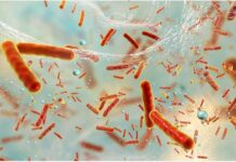 CIBA recalca la bioseguridad ante el proceso de biofilms bacterianos en las etapas de producción del salmón