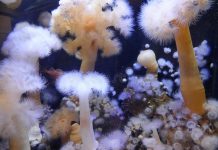 Anémona invasora que dificulta captación del erizo sigue expandiéndose en el sur