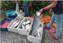 Ante denuncia de pescadores de Calbuco, Sernapesca investigan presunto escape de salmones