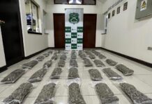 Un colombiano y una chilena fueron detenidos transportando 40 kilos de marihuana desde la región metropolitana