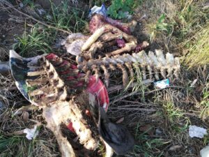 Río Negro comienza a multar a quienes boten basura en la vía púlica ante la proliferación de microbasurales