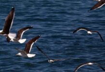 SAGO A.G. llamó a la precaución ante la presencia de la gripe aviar en la región de Los Lagos