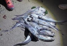 Investigarán varazón de más de 100 peces en San Juan de la Costa