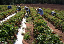 Cooperativas crecieron un 10,8% durante 2022: 1 de cada 10 chilenos es socio