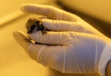 Incendios forestales han dejado más de 6 mil animales muertos y otros 20 mil afectados