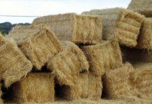 SAGO y colaboradores enviarán camión con forraje a la Araucanía