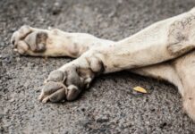 Denuncian grave maltrato animal en Osorno: Perra fue hallada muerta y con quemaduras