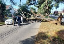 Plantean realizar trabajos especiales en arbustos antiguos de zonas urbanas en Osorno