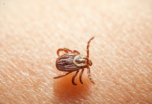 Reiteran llamado a medidas preventivas por casos de Tifus de Matorrales en la Región de Los Lagos