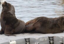Sernapesca detecta primer caso de gripe aviar en un lobo marino