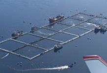 Bloom de algas en Magallanes provoca la pérdida de más de 900 toneladas de salmón en medio de alertas por El Niño