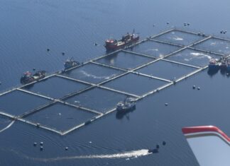 Bloom de algas en Magallanes provoca la pérdida de más de 900 toneladas de salmón en medio de alertas por El Niño