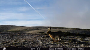 30 Cámaras trampa de la Conaf detecta alta presencia de fauna nativa en el Parque Nacional Puyehue