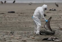 Influenza aviar: «Ante eventual contagio, la vacuna contra la influenza humana no sirve»