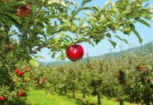 Recinto Sago albergará encuentro regional de Fedefruta en Osorno