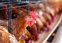SAG recomienda aislar las aves de corral de las silvestres para evitar contagios por gripe aviar
