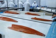Australis Seafoods se querellará contra ex propietario por estafa