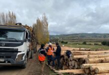 Fiscalizan a 10 empresas forestales de la provincia de Osorno ante el alza de accidentabilidad en el rubro