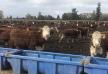 Desde Osorno alistan detalles para la primera exportación de ganado de la temporada 2023