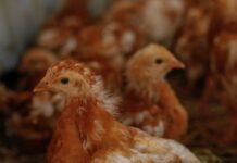 Ante dificultades de inscripción de aves, el SAG habilita oficinas de Prodesal para generar el denominado RUP