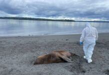 Sernapesca confirma segundo caso de gripe aviar en un lobo marino en la región