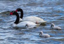 250 cisnes de cuello negro han sido incinerados por gripe aviar en Valdivia