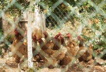 SAG reconoce dificultades en implementar obligación de inscribir a las aves para que obtengan su RUP