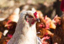 SAG estableció perímetro de vigilancia tras caso positivo de gripe aviar en Puyehue