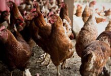 A siete casos activos se eleva el conteo de aves contagiadas por gripe aviar en la región