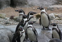 Alerta por muerte del 10% de la población del pingüino Humboldt por gripe aviar