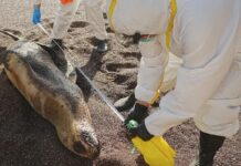 Carelmapu: Se espera confirmación de gripe aviar en lobo marino