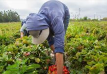 Trabajadores del agro a tiempo completo estarán sujetos a la Ley 40 horas con flexibilidad del horario laboral
