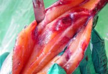 La nutrición para prevenir el estrés oxidativo en salmones