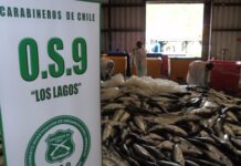 «Robos a camiones con carga de salmón ocurren casi todas las semanas»