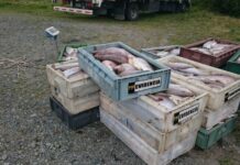 Crean comisión investigadora por alza en el robo de salmones desde camiones