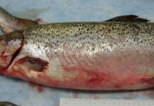 CIBA: Escáner a los virus que afectan a los salmónidos en Chile