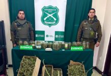 Carabineros decomisa casi 6 kilos de marihuana elaborada en el sector oriente de Osorno