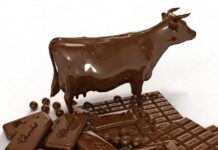 Osorno buscará romper el récord guinness con la vaca de chocolate más grande del mundo