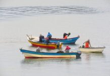Sorprenden extracción ilegal de pelillo al interior de Reserva Marina en la comuna de Ancud