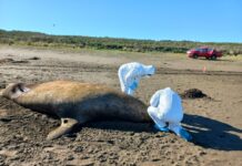 Sernapesca informa que más de 11 mil animales marinos han muerto por gripe aviar en Chile