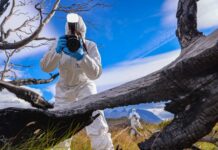 Adulto mayor perdió la vida mientras realizaba faenas forestales en Puerto Octay