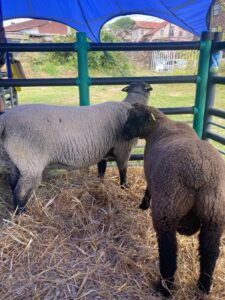 MINAGRI e INIA traspasaran registro genealógico de la raza Künko, a la Asociación de criadores