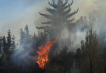 Conaf: De los incendios forestales investigados en la última temporada, un tercio fueron intencionales