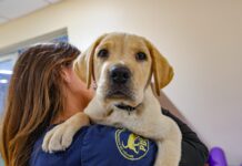 Día del Perro 2023: PDI entrega 5 recomendaciones para cuidar a estas mascotas durante las bajas temperaturas