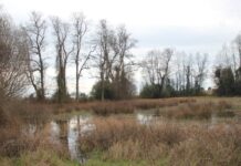 Tribunal Ambiental acogió reclamos por declaración de humedal urbano “Las Quemas” en Osorno