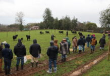Cooprinsem impulsa productividad ganadera con lanzamiento de su nuevo Catálogo de Toros de Carne