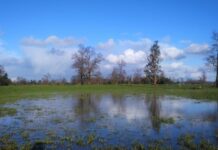 INIA entrega recomendaciones a ganaderos para que puedan enfrentar intensas lluvias en la región de Los Lagos