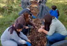 Inédito proyecto de reforestación nativa en Hueyusca, Purranque, encabezan vecinos, Universidad de Los Lagos y municipio local