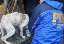 PDI detuvo a mujer por maltrato animal en Los Lagos: mantenía a perro enfermo y en desnutrición