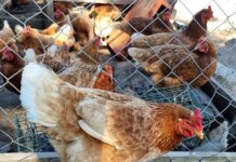 SAG Los Lagos cierra zonas bajo control sanitario en la Provincia de Osorno